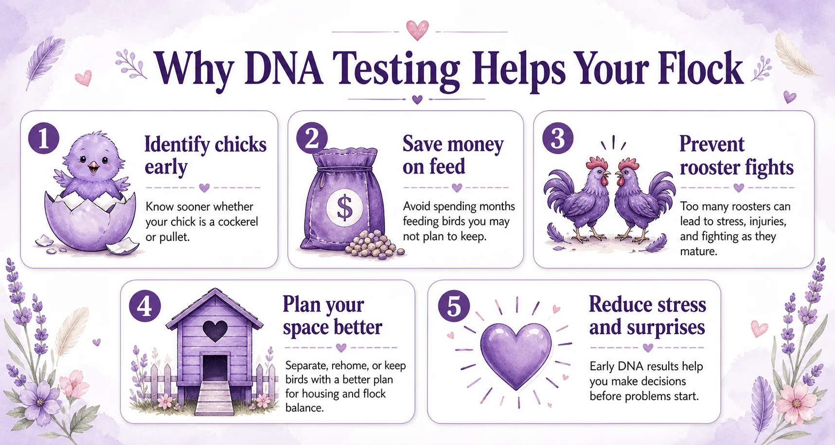 Why DNA testing helps your flock: identify chicks early, save money on feed, prevent rooster fights, plan space better, and reduce stress and surprises